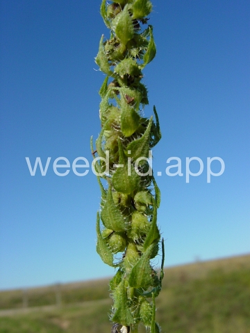marshelder, annual